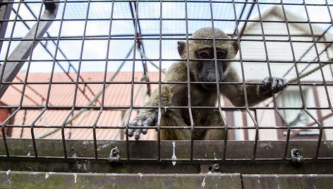 Beždžionių gyvenimas Kauno zoologijos sode