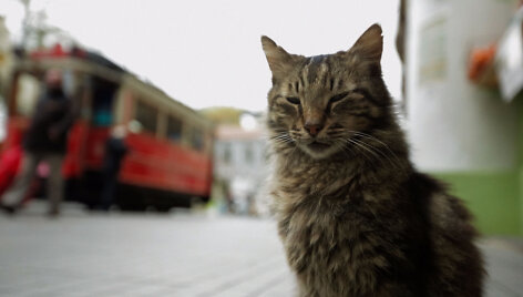  &bdquo;Kedi. Slaptas kačių gyvenimas&ldquo;