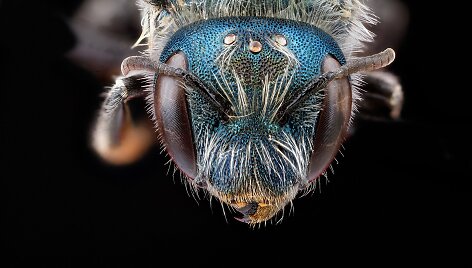 Osmia Distincta