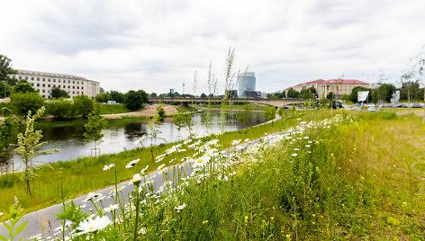 Nešienaujama žolė Vilniuje