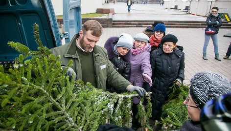 Eglių šakų dalybos Katedros aikštėje