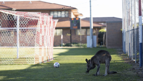 Australijoje kengūra išbėgo į futbolo aikštę