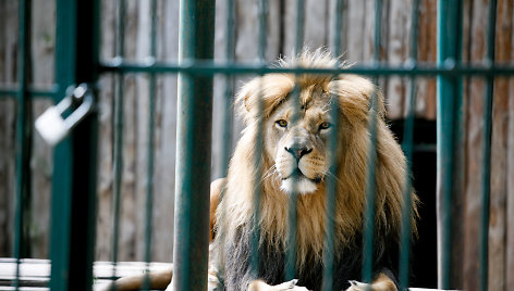 Lietuvos zoologijos sodas prieš uždarymą