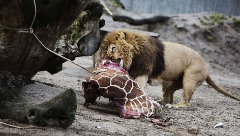 Nu&scaron;auta žirafa su&scaron;erta kitiems zoologijos sodo žvėrims