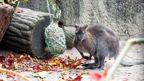 Zoologijos sodas prašo lankytojų paaukoti jiems nebereikalingų daiktų