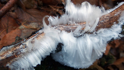 Sklaidžioji vaškaplutė (Exidiopsis effusa)