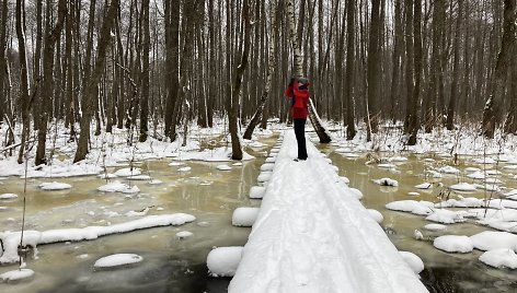 Aliuvinis miškas Salako pažintiniame take