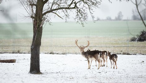 „Sherolle“ vila Lašinių kaime Kaišiadorių rajone