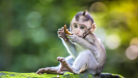 Atrasta paslaptingoji hibridinė beždžionė Malaizijoje kelia buveinių nykimo klausimą