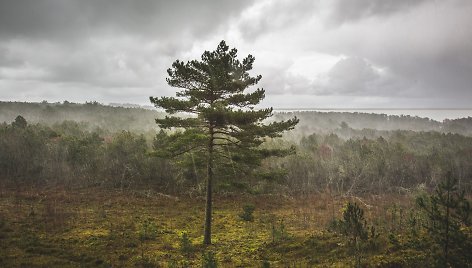 Kuršių nerijos nacionalinis parkas