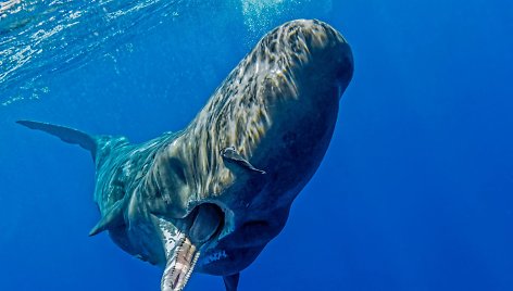 Narams pasisekė nusifotografuoti šalia kašaloto