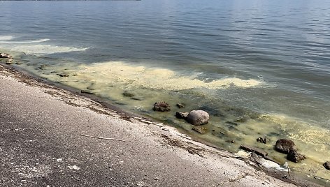 Marių ir jūros pakrantes žiedadulkės nudažė geltonai. 