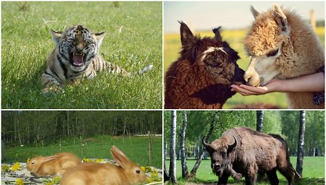 Lietuvoje veikia daugiau nei dešimt teminių zoologijos sodų, ūkių ir žvėrinčių