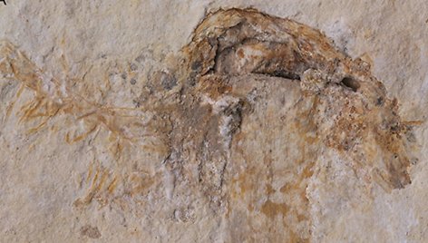 scientists-find-115-million-year-old-fossilized-mushroom