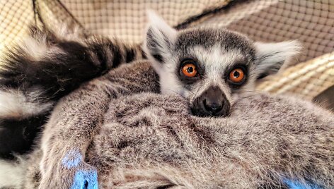 Valentino diena zoologijos sode? &bdquo;Zoopark&ldquo; kviečia dvi dienas paskirti meilei