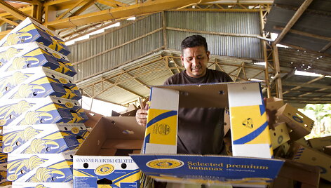 Darbuotojas Ekvadoro bananų plantacijoje