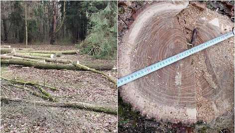 Kauno rajono Radikių kaime vyras, manoma, be leidimo išpjovė medžius
