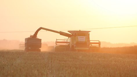 Žemdirbiai pradeda pilti šiemetinius aruodus