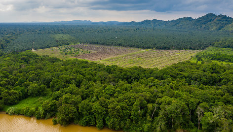 Liūdna statistika: Amazonėje miškai kertami sparčiausiai per 15 metų