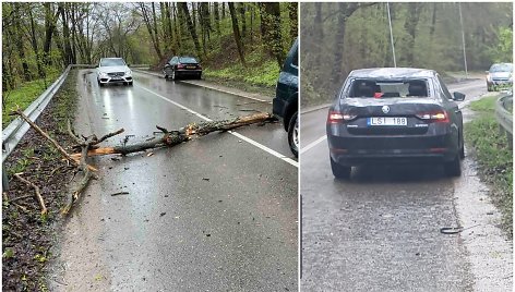 Ant važiuojančio kauniečio automobilio užkrito medis