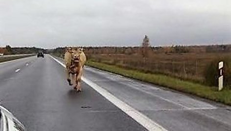 Bulius autostradoje