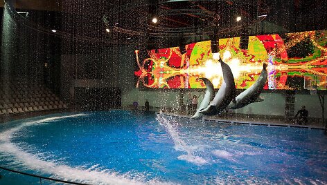 Lietuvos jūrų muziejaus delfinariume &ndash; sniego pasaka su delfinais.