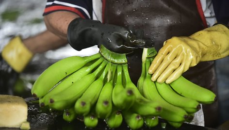 Darbas vienoje iš Ekvadoro bananų plantacijų