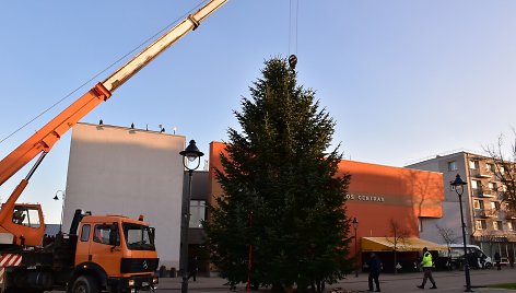 Plungėje pirmadienio rytą jau imta  statyti Kalėdų eglę. 