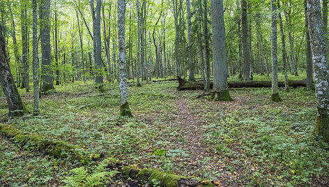 Į Žuvinto biosferos rezervatą ateina ruduo. Buktos mi&scaron;kas