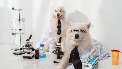 &Scaron;unys laboratorijoje