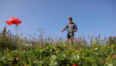 Stokholme vis labiau populiarėja ūkininkavimas