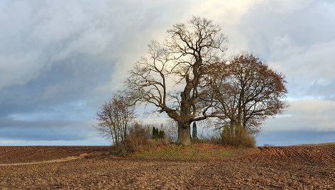 Ąžuolas Žadeikonių kapinėse