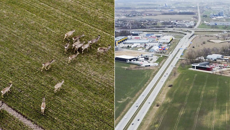 Greta Klaipėdos LEZ, kelio Šilutė-Klaipėda, likus keliems šimtams metrų iki Jakų žiedo, kelinta diena pastebima stirnų kaimenė.