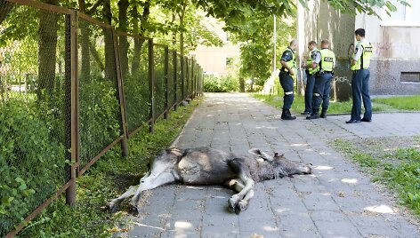 Vilniuje žuvo į gyvenamąjį kvartalą atklydęs briedis