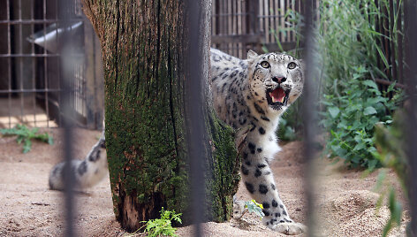 Snieginis leopardas