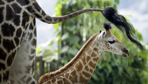 Singapūro zoologijos sode gimęs žirafos jauniklis