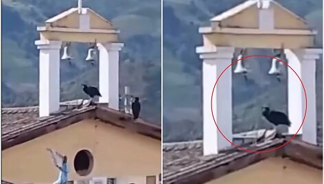 Grifas skambino bažnyčios varpu prie&scaron; pat žemės drebėjimą Kolumbijoje