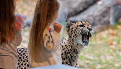 Atsinaujinęs Lietuvos zoologijos sodas