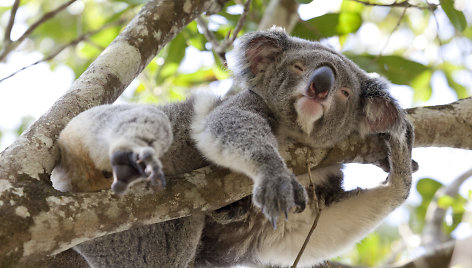 Besiilsinti koala Australijoje