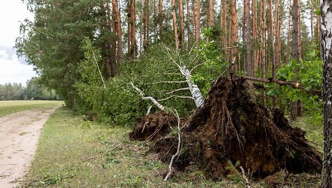 BNS nuotr. Nuvirtęs medis