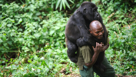 Filmo &bdquo;Virunga&ldquo; kadras 