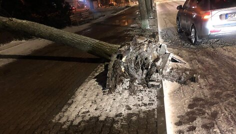 Palangoje stiprus vėjas vertė medžius