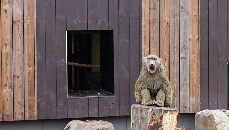 Atsinaujinęs Lietuvos zoologijos sodas