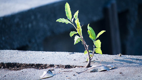 Tvirtas betonas bejėgis prieš gležnus augalus