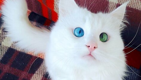 10 tūkst. sekėjų tinkle &bdquo;Instagram&ldquo; turinti katė Alos