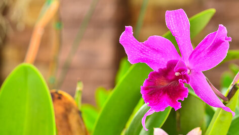 Orchidėja katlėja