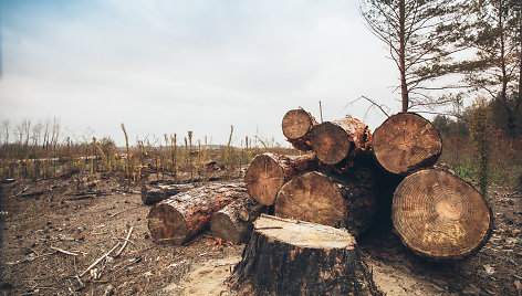 Vyriausybė laikinai riboja medienos pardavimus, kad daugiau jos gautų katilinės