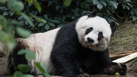 Panda Jia Jia