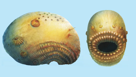 Saccorhytus coronarious