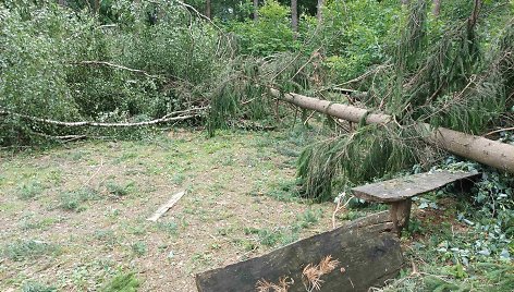 Lietuvos miškuose audra pažeidė apie 80 tūkstančių medžių 